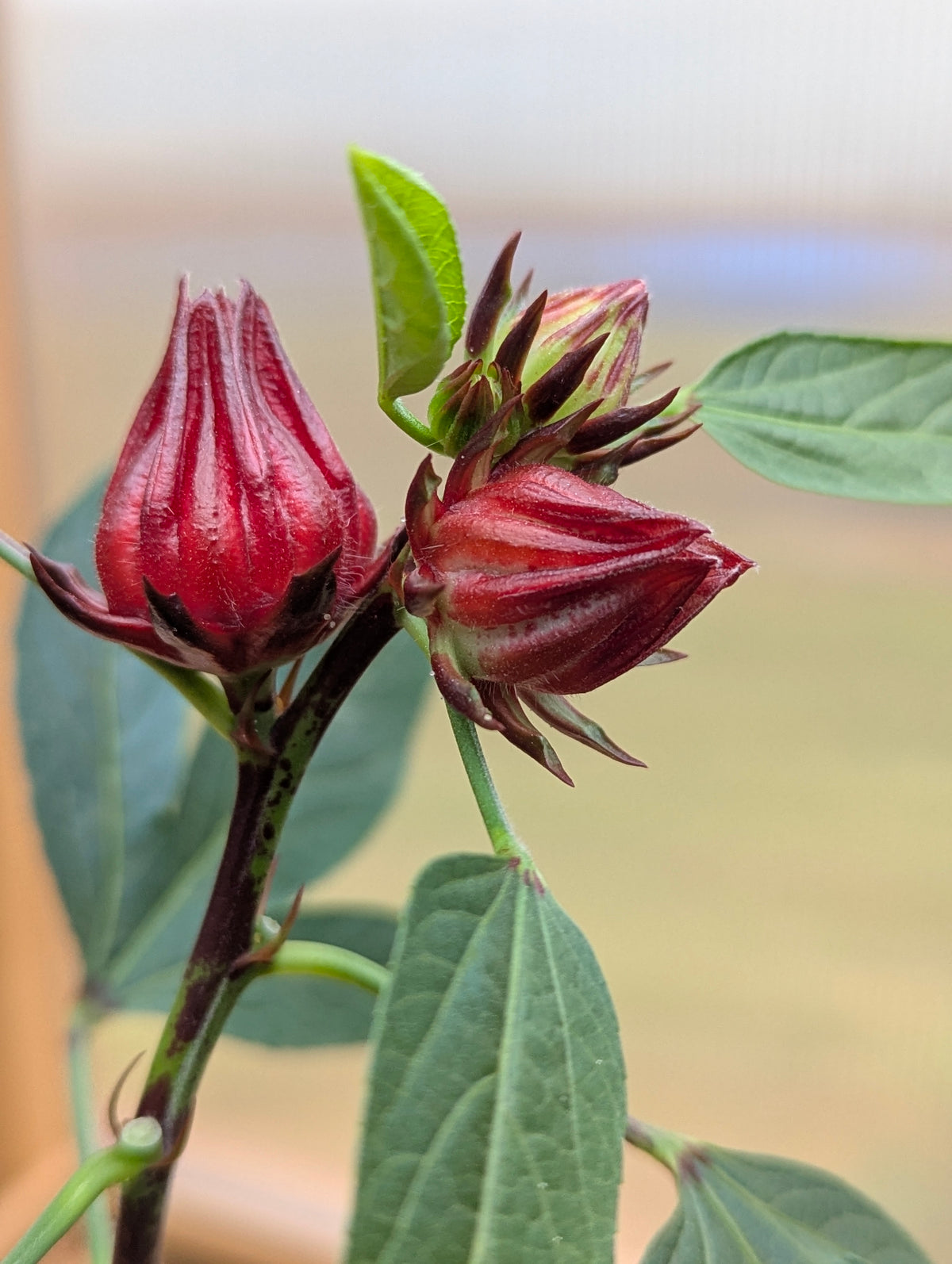 Close-up of a roselle plant with two dark red calyces and green leaves against a softly blurred beige and blue background.